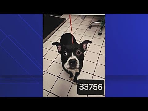 Dexter's Law, in honor of dog found decapitated, clears final hurdle in Florida House