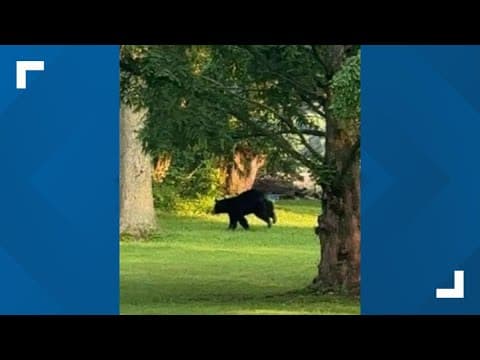 ODNR confirms first sighting of black bear in Licking County in more than 20 years