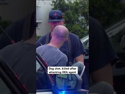 Dog shot, killed after attacking DEA agent while attempting to serve a search warrant in La Mesa