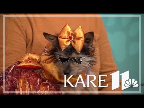 Pups to strut stuff for 6th annual Furry Friends Fashion Show