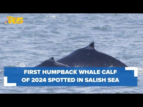 First humpback calf of 2024 whale watching season spotted in Salish Sea