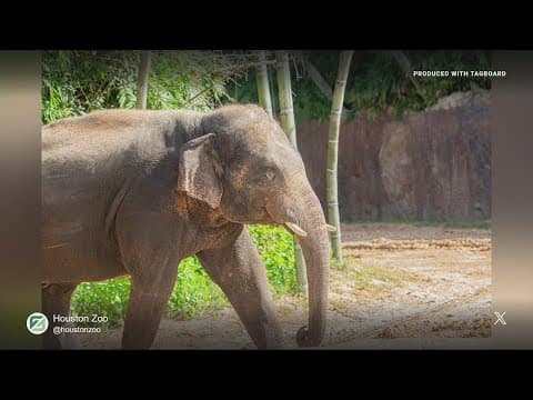 Experts recommend that Houston Zoo's elephant be moved to join herd at Denver Zoo
