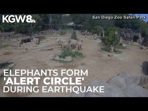 Elephants respond to earthquake by forming ‘Alert Circle’