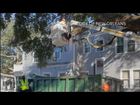 Oak limb cut after floats  crash on Magazine Street
