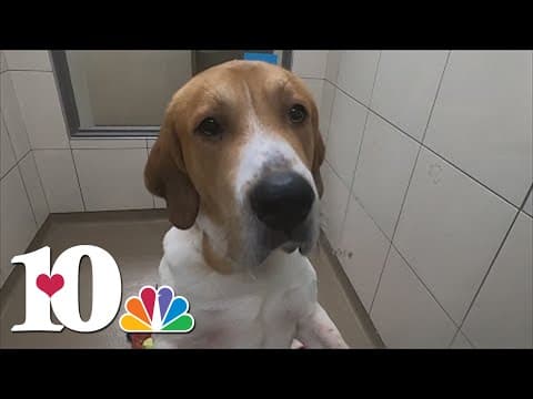 Young-Williams ready to empty the shelters