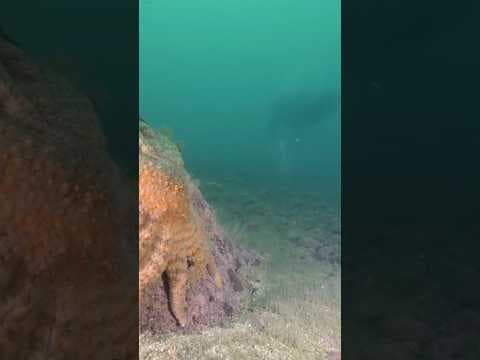 Cause of sea star die-off identified