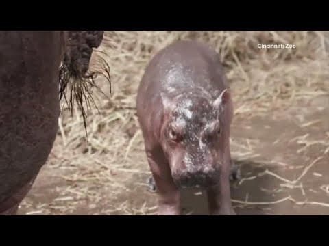 Cincinnati Zoo’s Fiona gets a new baby brother