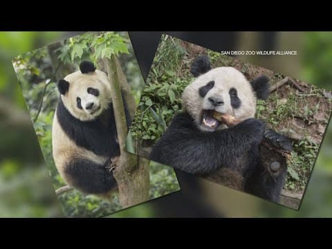 Meet the pandas sending San Diego residents into panda-monium