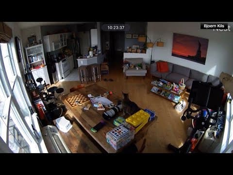 Cat gets spooked by earthquake in New Jersey