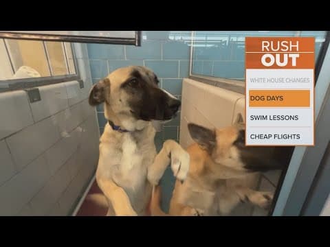 Dallas Animals Services extends hours