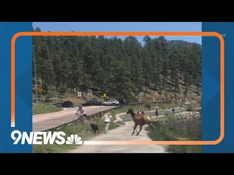 Videos show elk charging people who get too close during calving season at Evergreen Lake