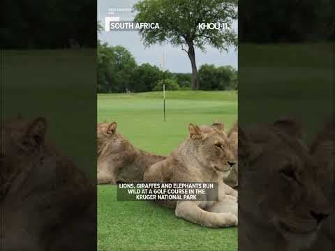 Wild animals roam free on golf course in South Africa #shorts