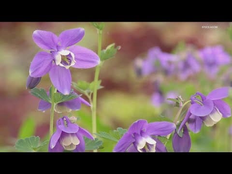 Grow with KARE: Flowers hummingbirds LOVE