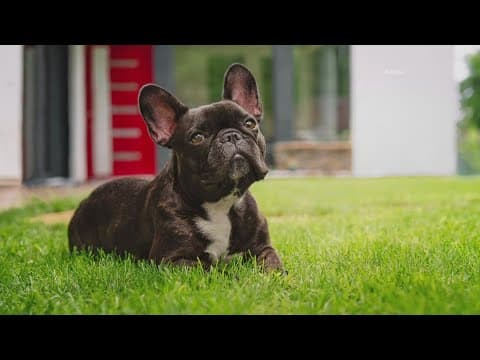 Here are the most popular dog breeds in the DMV