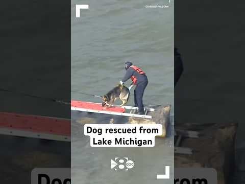 VIDEO: Dog rescued from Lake Michigan