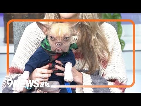 Gary and Walter are sweet French Bulldogs mixed with another breed — can you guess what it is?