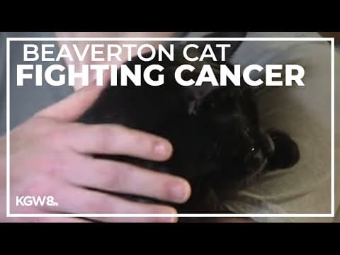 Beaverton cat battling cancer getting help from the Magic Bullet Fund