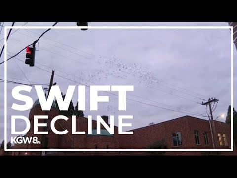 Far fewer Vaux's swifts return to Chapman Elementary this year