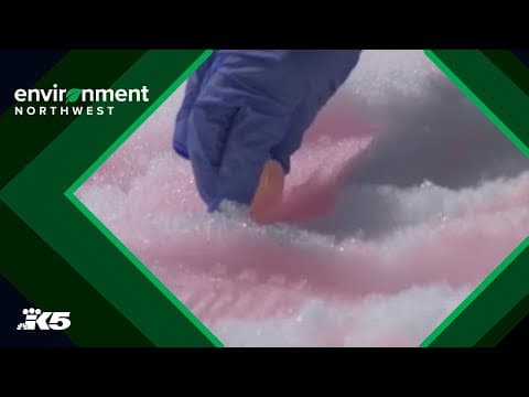 What is pink snow? Researchers work to answer your pink snow questions