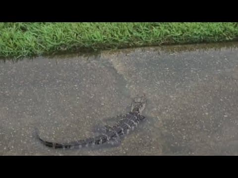 Small gator spotted in Metairie floodwaters