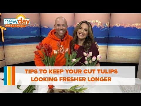 How to keep your tulips looking good longer - New Day NW