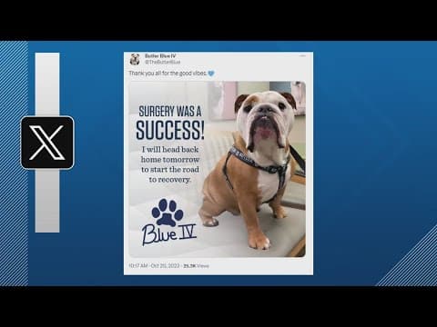 Butler Blue recovering after successful surgery