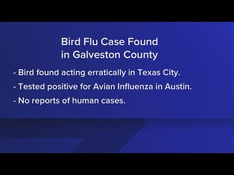 Galveston County resident reports bird acting erratically. Turns out, it had bird flu