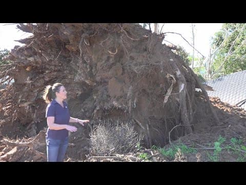 San Diego Mayor: Balboa Park closed due to gusty winds that caused trees to fall