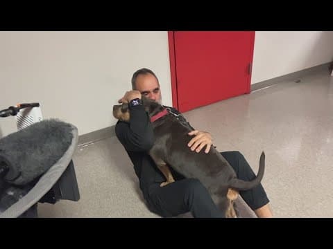 Stolen emotional support dog reunited with its owner
