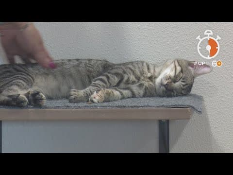 Staff at this Texas cafe can get a little catty, but its all for a good cause