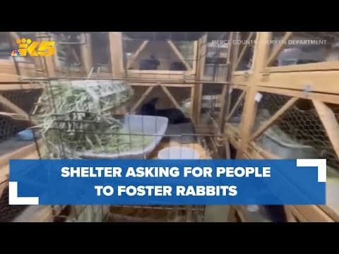 Over 200 rabbits confiscated from Puyallup home