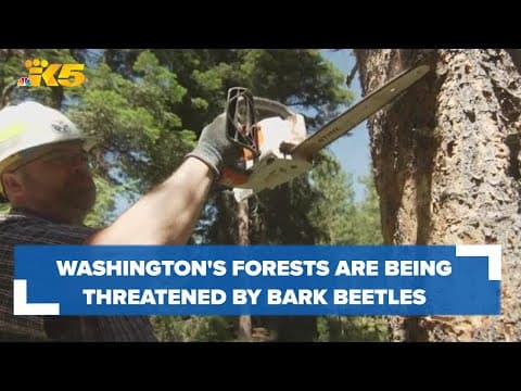 Bark beetles threatening Washington forest health