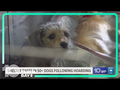 Bradenton animal shelter takes in 55 dogs after hoarding situation