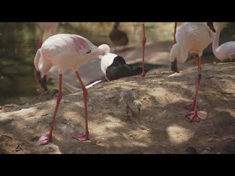Zoo Day | Lesser Flamingos