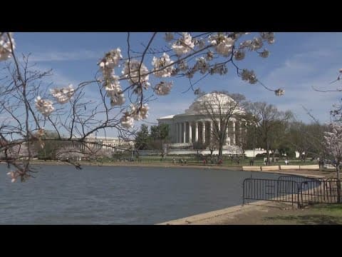Traffic building around Tidal Basin with cherry blossoms in peak bloom