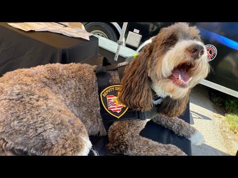 Franklin County Sheriff's Office swears in new therapy dog