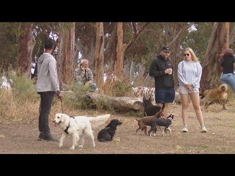 Do pet owners need to be concerned about the mystery dog illness over the holidays?