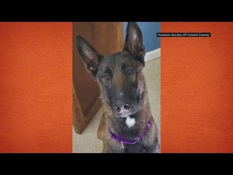 This stray dog now has a job with DC Fire and EMS | Get Uplifted