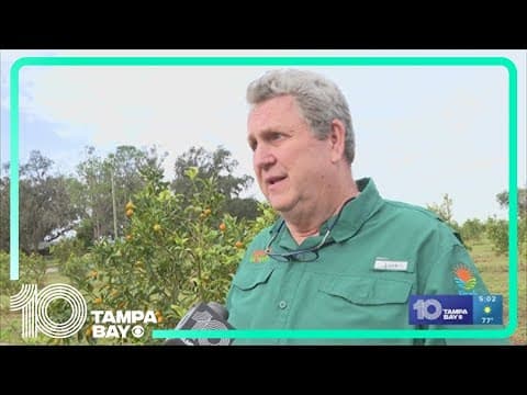 Leaders say you should get to the Kumquat Festival early to get your fruit