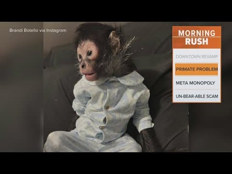 North Texas influencer wants to get her pet monkey back