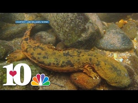 Federal judge reconsiders protection for Eastern Hellbender salamanders