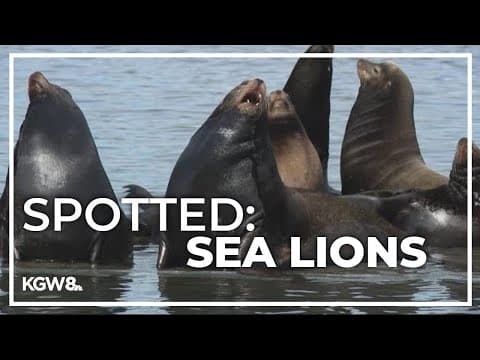 Sea lions fill dock near Portland's Hayden Island