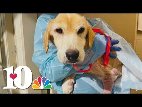 Emaciated dog on journey to recovery