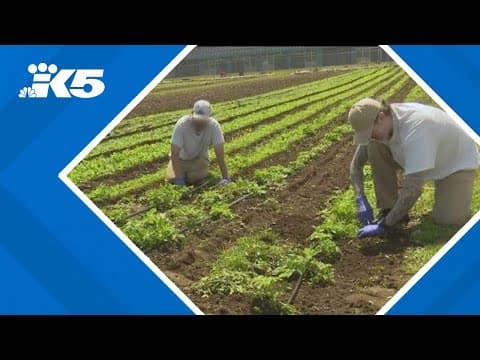 Washington prison gardens grow donations for food banks