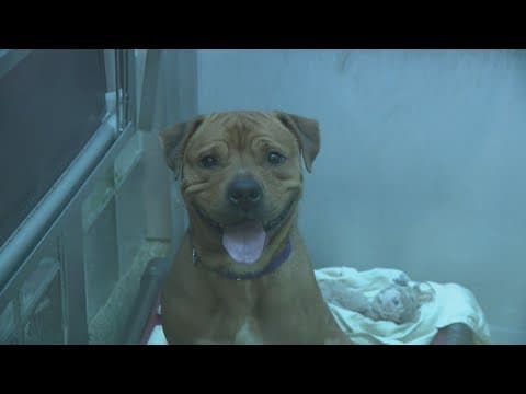 2 dogs still looking for their furever home after being rescued on Valentine's Day