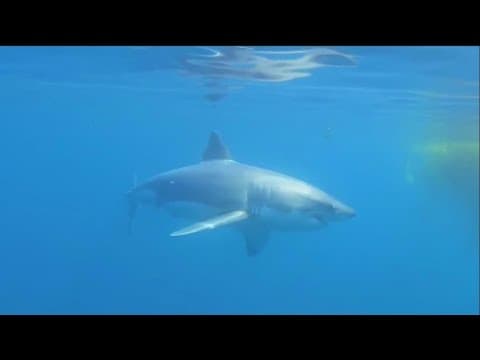 Why is there a rise in juvenile Great White Sharks off the San Diego coast?