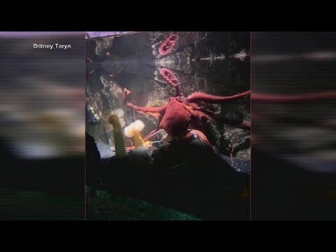 Octopus latches onto child at San Antonio Aquarium