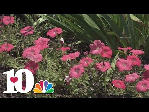 How you can take care of your plants in extreme heat
