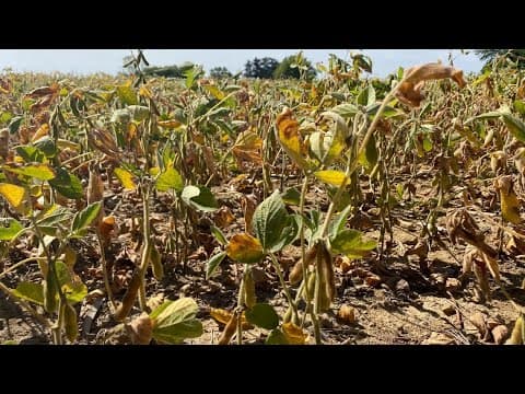 President Trump's proposed tariffs could result in higher prices for Ohioans