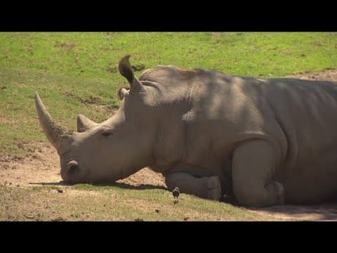 Zoo Day | Meet the rhinoceros